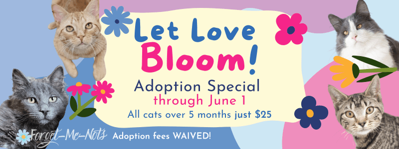 Colorful Let Love Boom event logo
