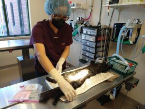 Dr. Chao preps Cleo for surgery